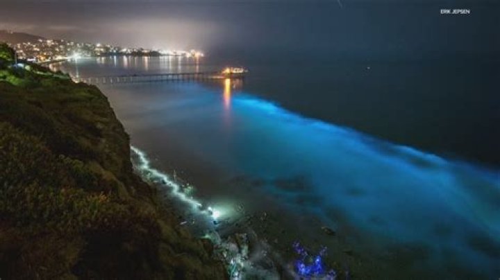 Bioluminescence in San Diego: A Spectacular Natural Wonder