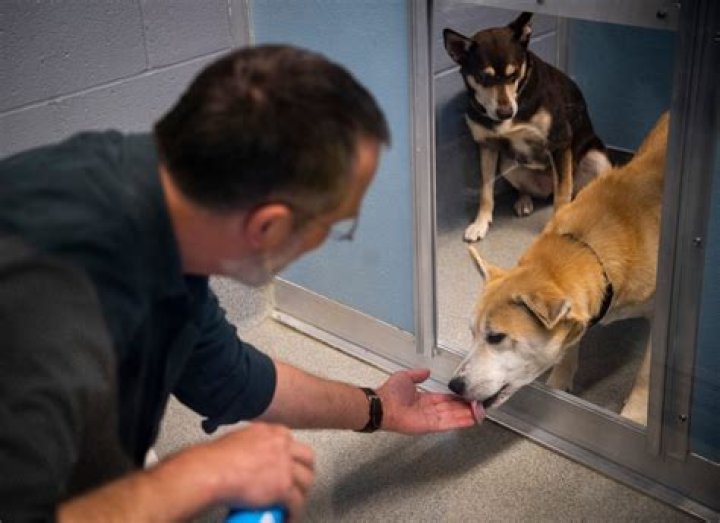 City of Bloomington Animal Shelter: A Comprehensive Guide