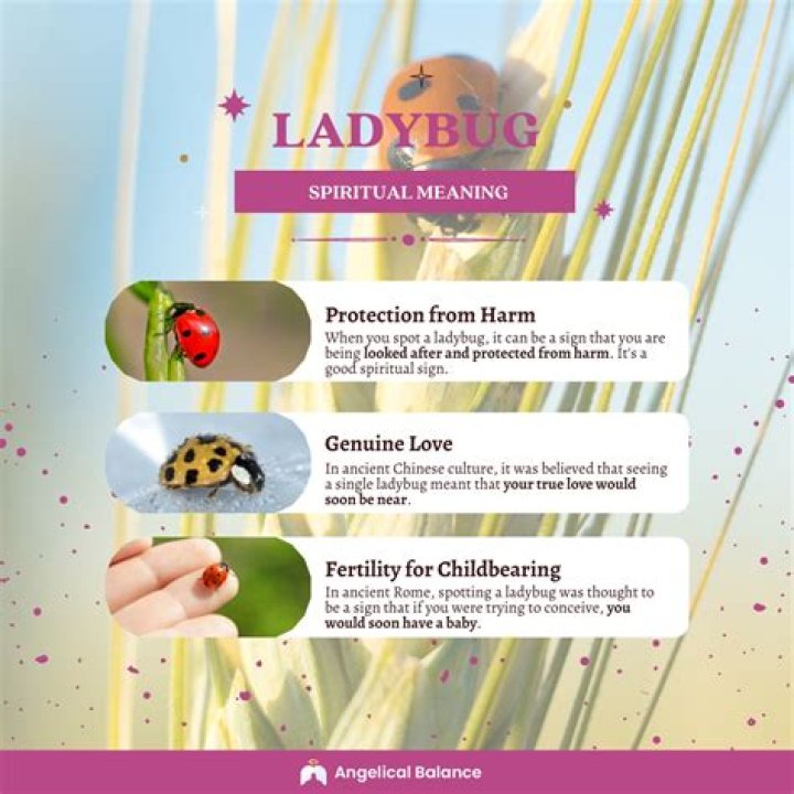 Discover the Spiritual Significance of the Ladybug: Uncover Its Symbolic Meaning