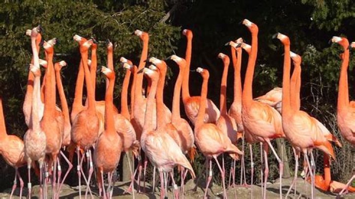 Flamingos Head Flagging: Understanding the Behavior and Its Significance