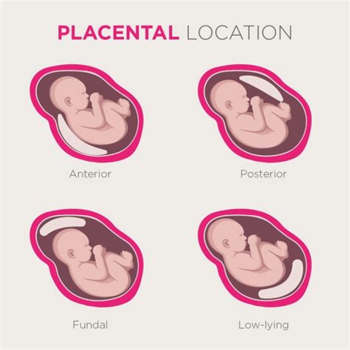 How Much is Placenta Worth? Understanding the Value of This Unique Tissue