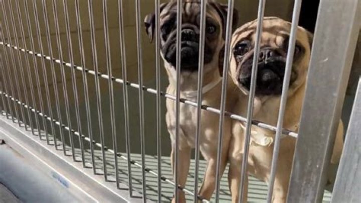Jurupa Valley Animal Shelter: A Haven for Homeless Pets