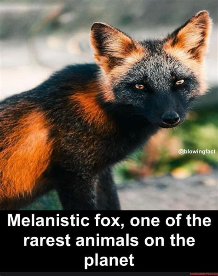 Melanistic Fox: Understanding the Unique Coloration and Behavior