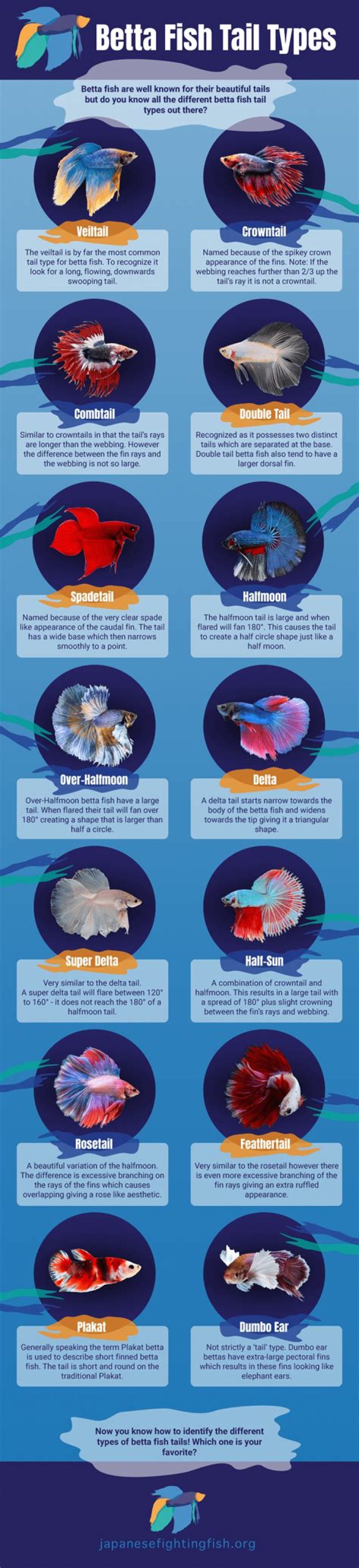 Understanding the Downsides of Bettas with Lobster Tails
